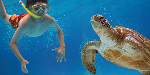 Snorkel with turtles 2 hour private boat trip in the north (6)